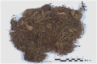 藏品(合葉蘚屬 )的圖片